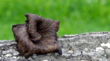siyah trompet - craterellus cornucopioides
