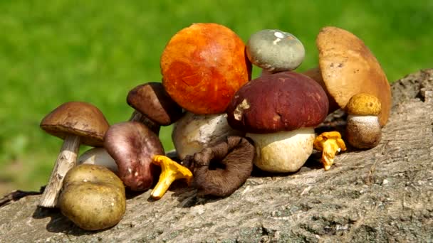 Diferentes tipos de cogumelos — Vídeo de Stock