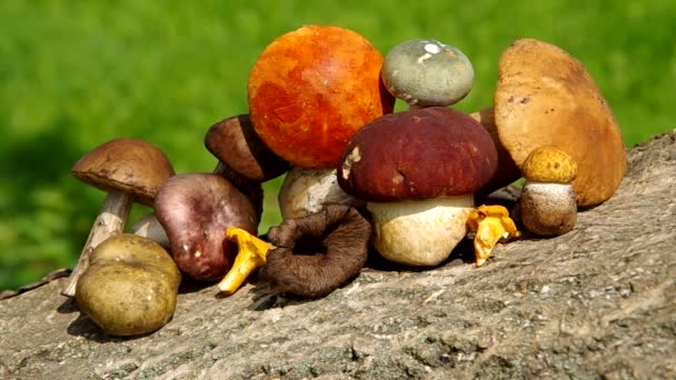 Différents types de champignons — Video