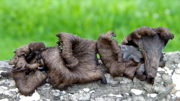 La trompeta negra-Craterellus cornucopioides — Vídeos de Stock