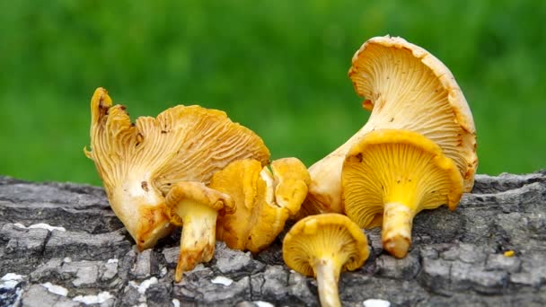 Cantharellus cibarius - cantarela dorada — Vídeos de Stock