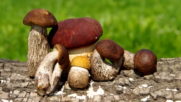 Boletus mushroom — Stock Video