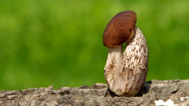 Cogumelo boleto — Vídeo de Stock