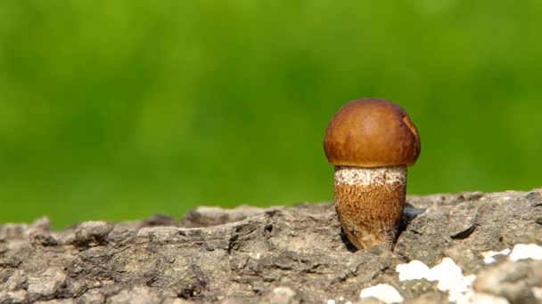Boletus mushroom — стоковое видео