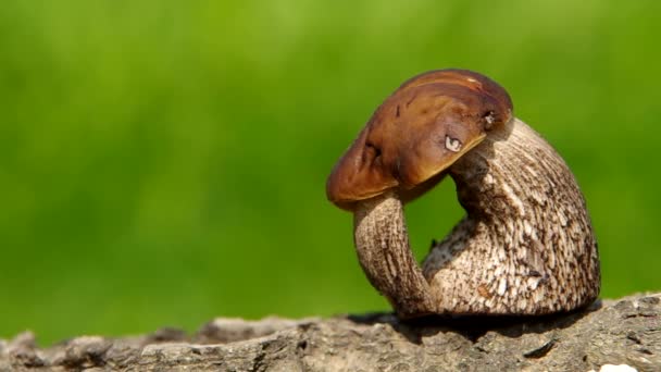 Μανιτάρια Boletus — Αρχείο Βίντεο