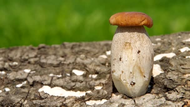Boletus mushroom — стоковое видео