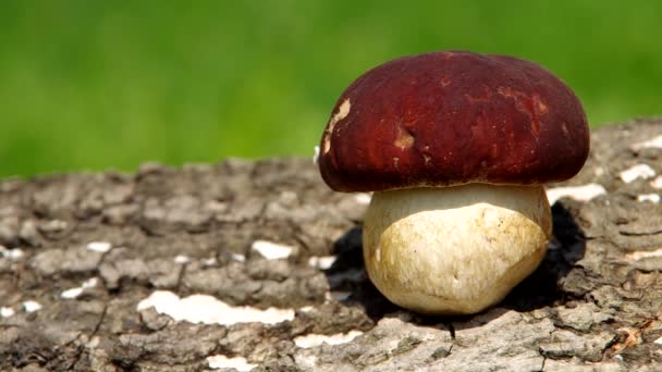 Fungo di Boletus — Video Stock