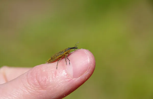 Käfer am Finger — Stockfoto