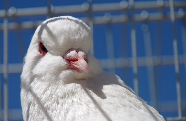 bir kafes içinde tutsaklık güvercin