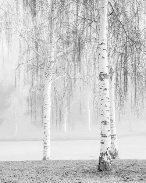 Birch in Fog — Stock Photo, Image