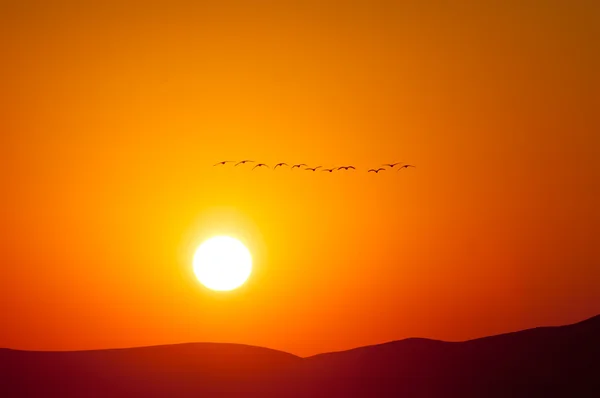 Kanadische Gänse fliegen in den Sonnenaufgang Stockfoto
