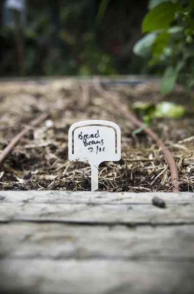 Broad beans planted in a backyard garden — Stock Photo, Image