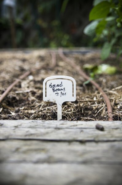 Broad beans planted in a backyard garden