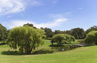 Söğüt ağacı ve köprü