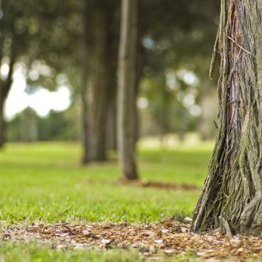 parklands ağacında