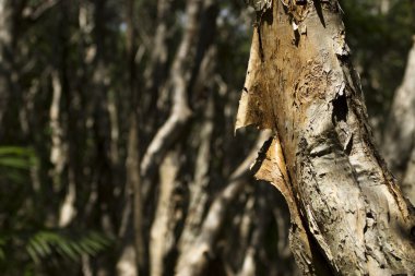 Kağıt ağaç kabuğu soyma