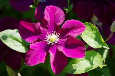 Çiçekli Clematis. Koyu mor klematis çiçekleri bahçede gün ışığında çiçek açıyor..