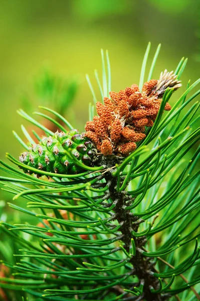 콘이야 스코틀랜드인 스코틀랜드인이거나 피누스 스트로스 Pinus Sylvestris 의젊은 꽃가루 상록수 — 스톡 사진