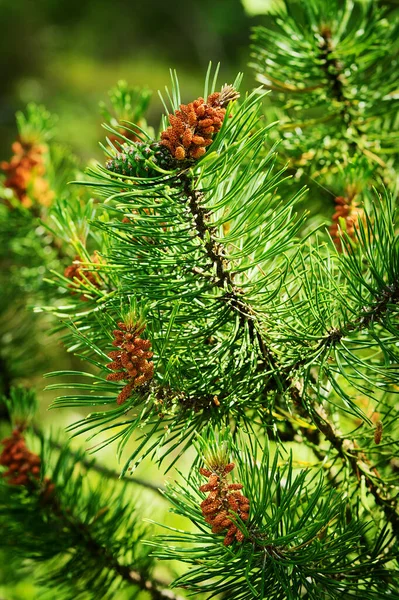 콘이야 스코틀랜드인 피너스 실베스트리 Pinus Sylvestris 꽃가루 암녹색의 원추체를 상록수 — 스톡 사진