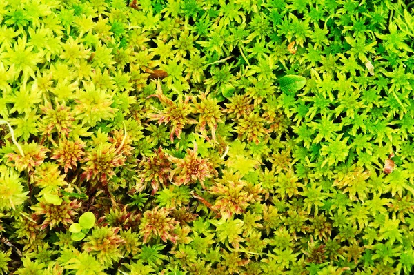 스피그 Sphagnum Moss Bog Moss 꼭대기에서 아래로 내려다 수있다 빨간색의 — 스톡 사진