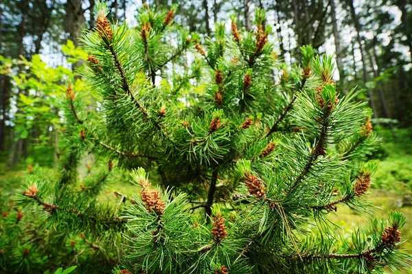 원추세포 스코틀랜드인 피너스 줄기에는 상록수 숲에서 자라는 꽃가루 포메라니아 폴란드 — 스톡 사진