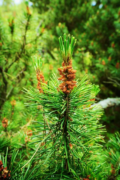 Coníferas Cones Masculinos Escoceses Pinheiro Escocês Pinus Sylvestris Jovens Flores — Fotografia de Stock