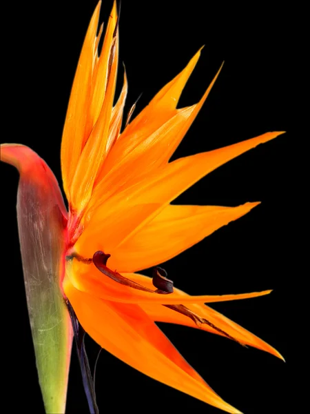 Flor de laranja — Fotografia de Stock