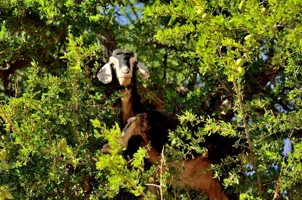 Cabra marroquí en árbol de argán Imagen De Stock