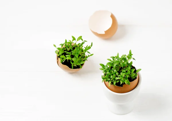 Seedlings in eggshells — Stock Photo, Image