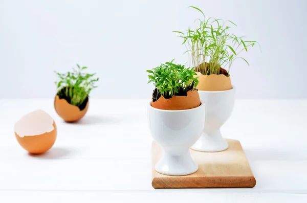 Yumurta kabuklu fidanlar