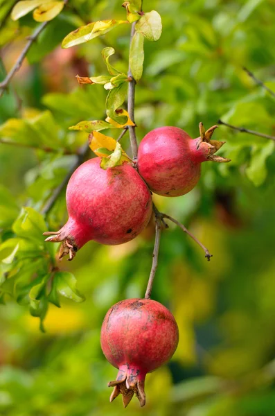 Гранатові плоди на гілці дерева — стокове фото
