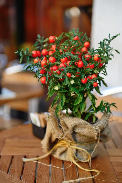 Solanum capsicastrum