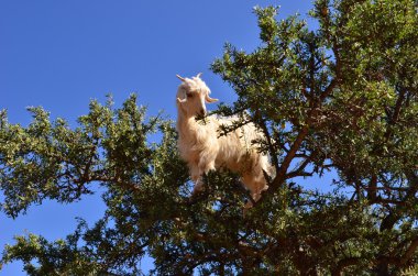 Fas argan ağacı keçi