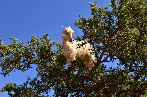 Moroccan goat in argan tree — Stock Photo, Image