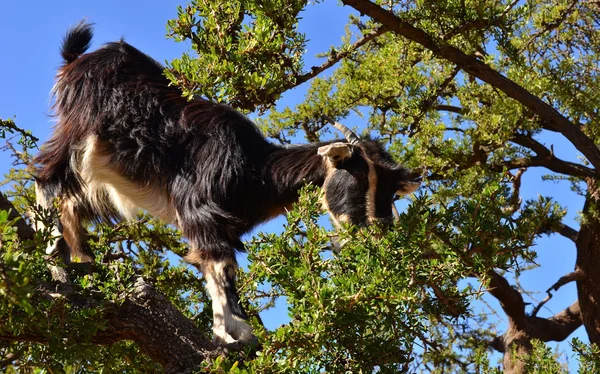 Moroccan goat in argan tree — Stock Photo, Image
