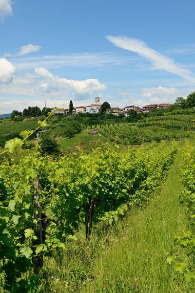 brda Goriska, Slovenya