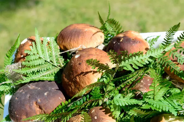 Porcini svamp — Stockfoto