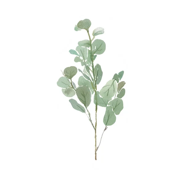 Akvarell Handmålade Krans Med Grön Eukalyptus Blad Och Grenar Vit — Stockfoto