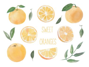 Tatlı portakallı suluboya seti, bir dilim portakal, yeşil dallar ve yapraklar.