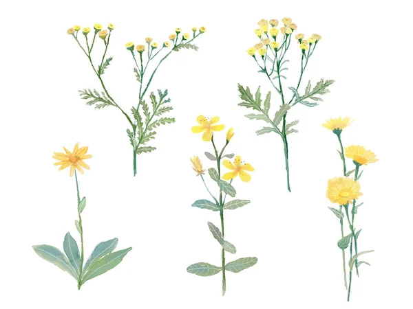 Akvarel léčivé rostliny, žluté, oranžové květy se zelenými listy — Stock fotografie