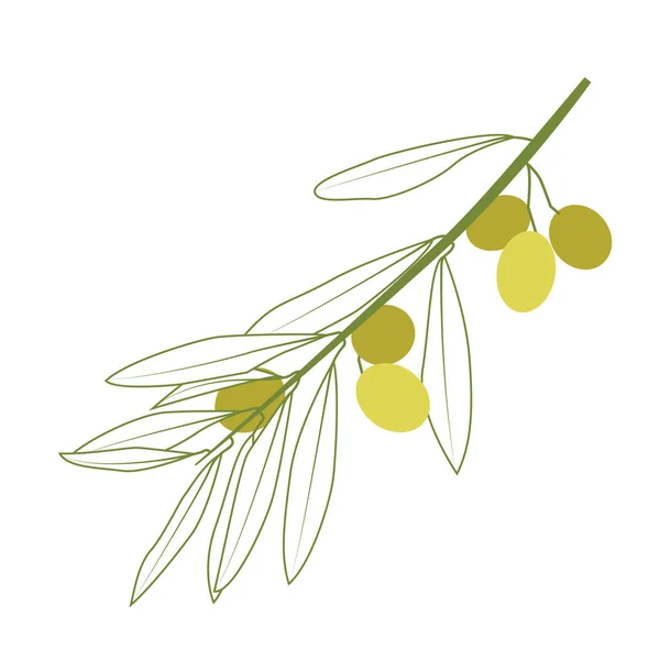 Olive Art Vectoriel Ligne Avec Des Branches Vertes Olive Sur — Image vectorielle