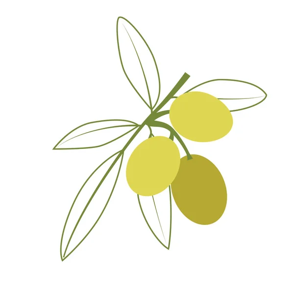 Оливковое Векторное Искусство Зелеными Ветвями Оливки Белом Фоне — стоковый вектор