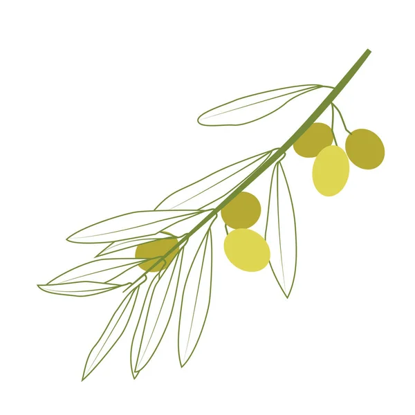 Olivové Vektorové Linie Umění Zelenými Větvemi Oliv Bílém Pozadí — Stockový vektor