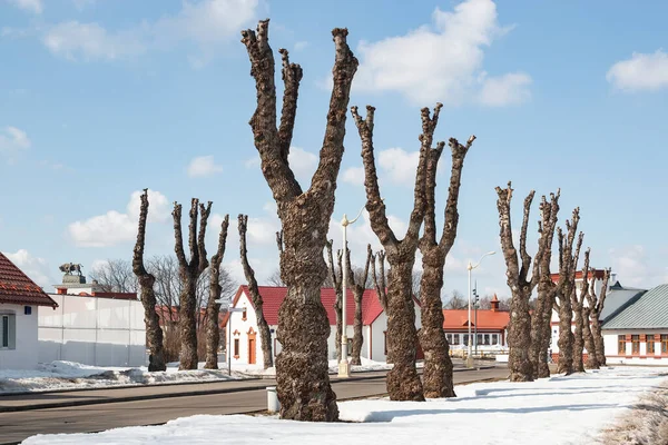 昆虫や有害な微生物に感染した木の衛生的な剪定 庭師の仕事は植え付けを保存することです モスクワの公園の路地 ロシア — ストック写真