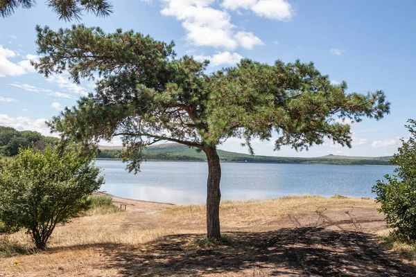 一棵孤独的松树 重水盐湖 坦布坎 治疗性泥浆的提取地 俄罗斯斯塔夫罗波尔领地 图库图片