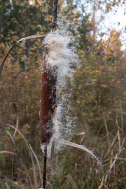Typha angustifolia ya da dar yapraklı kedi kuyruğu meyvesinin yakın çekimi. Olgun bir bitkinin koçanı tohumlarını sonbaharda yayar..