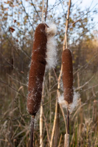 Typha Angustifolia Narrow Leaved Cattail 열매의 식물의 은가을에 퍼뜨린다 — 스톡 사진