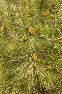 Herdem yeşil çam ağacı dalı genç sürgünler ve taze yeşil tomurcukları, iğneler yakın çekim