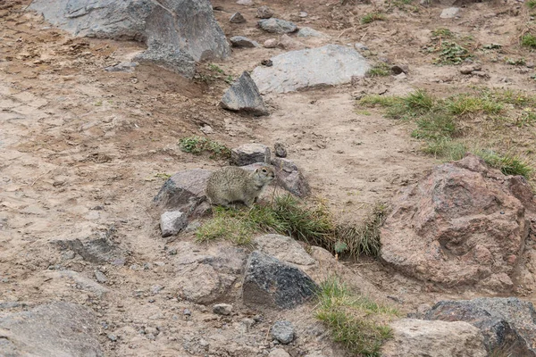 A family of Gopher living in the foothills of Elbrus. The distribution area of ground squirrels in the mountainous regions of the Caucasus, Karachay-Cherkessia, Russia.