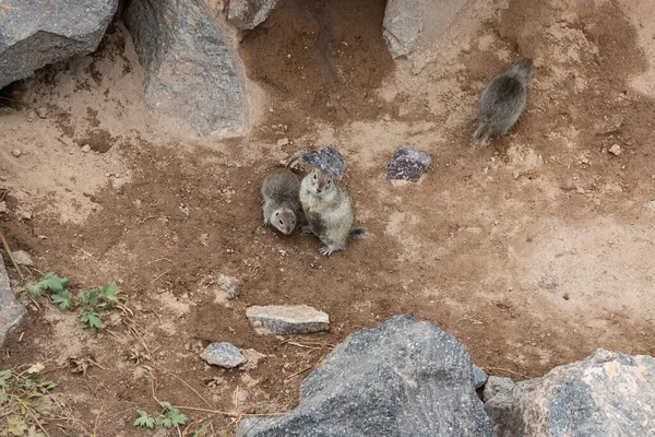A family of Gopher living in the foothills of Elbrus. The distribution area of ground squirrels in the mountainous regions of the Caucasus, Karachay-Cherkessia, Russia.